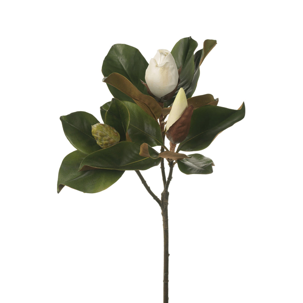 Magnolia Bud Stem