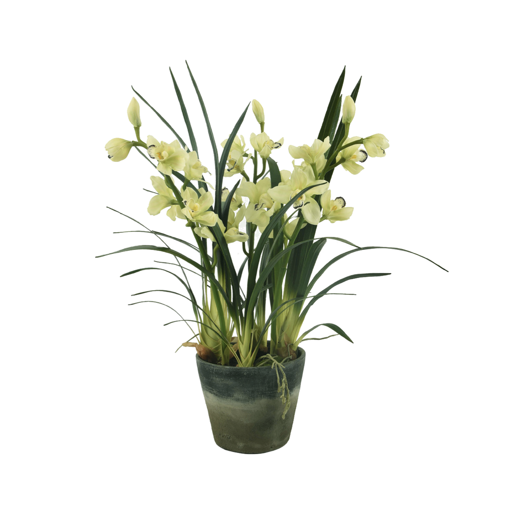 Orchid / Cymbidium / Light Green