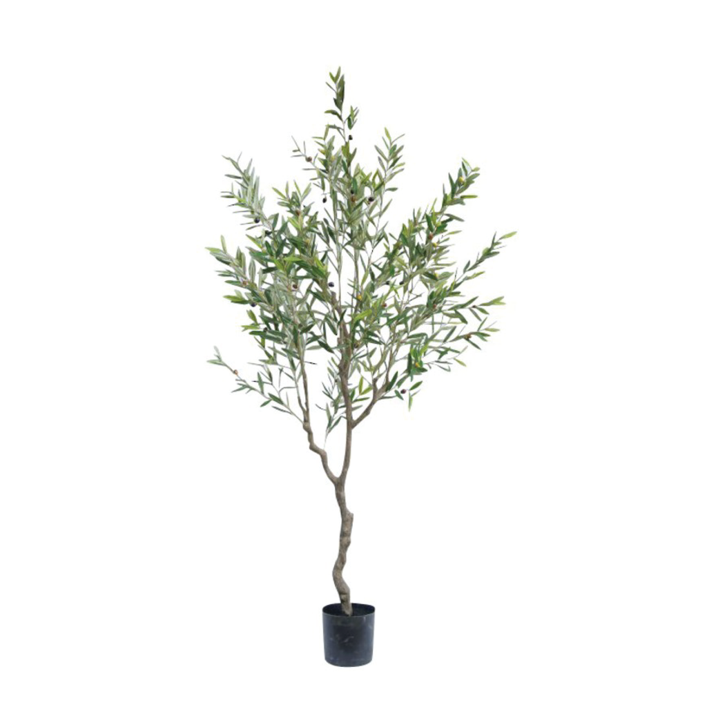 Olive Tree