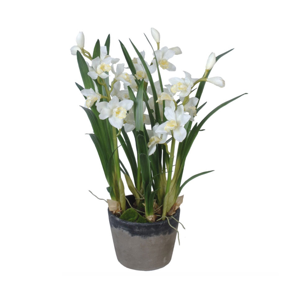 Orchid / Cymbidium / White