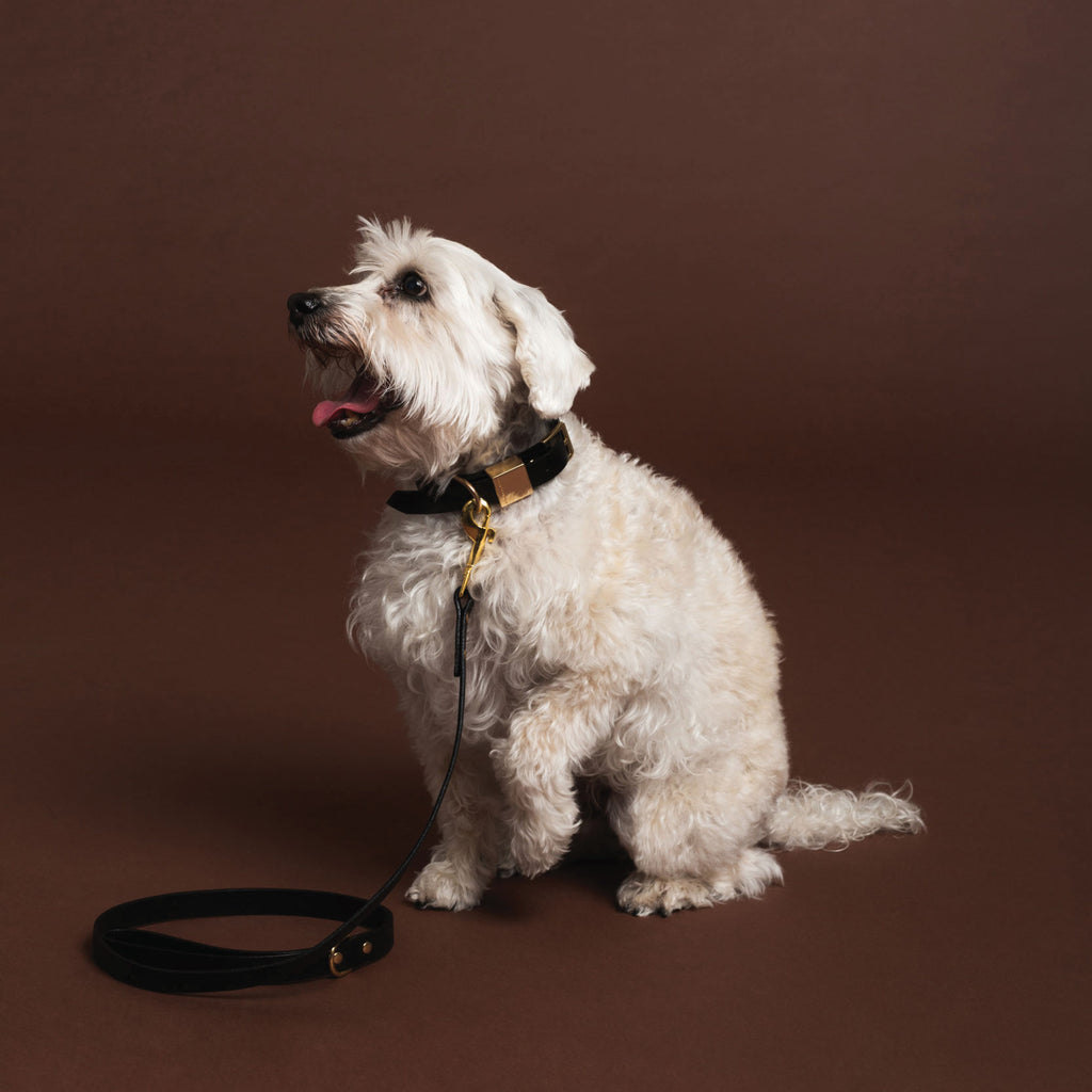 Ollie & James / Leather Dog Collar / Sable